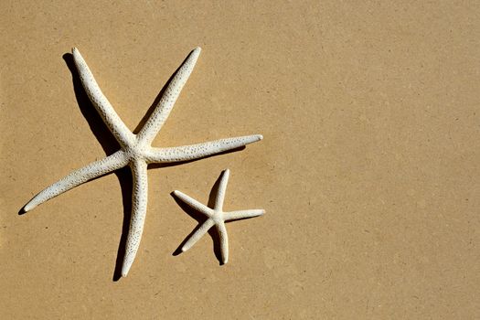 Two starfish on brown plywood background.