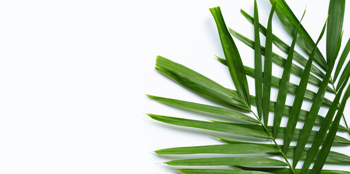 Tropical palm leaves on white background. Copy space