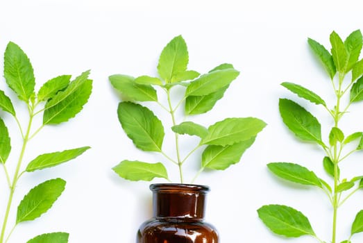 Fresh holy basil  leaves with essential oil bottle on white background. Top view