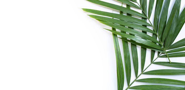 Tropical palm leaves on white background. Copy space