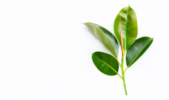 Rubber plant leaves on  white background. Copy space