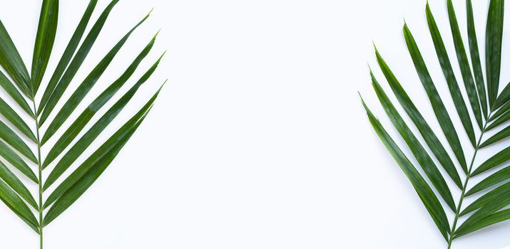 Tropical palm leaves on white background. Copy space