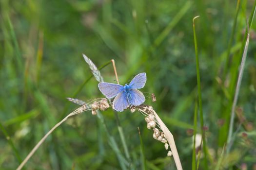 4 - The spread wings of the common blue butterfly. Perched on a dried out piece of grass during the hot summer weather. Overhead view.