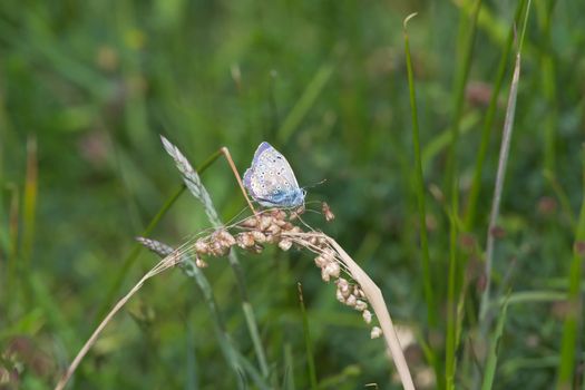 2 - Brighter side profile of common blue butterfly, stronger meadow texture background.