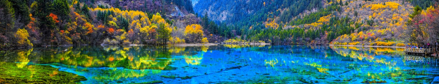 Panorama view of crystal clear water of the Five Flower Lake (Multicolored Lake) among autumn woods in  Jiuzhaigou nature (Jiuzhai Valley National Park), China.