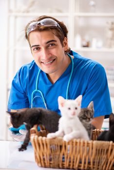 Vet doctor examining kittens in animal hospital
