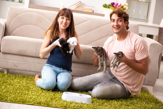 Young family with kitten playing at home