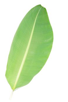 One natural banana leaf isolated white background.