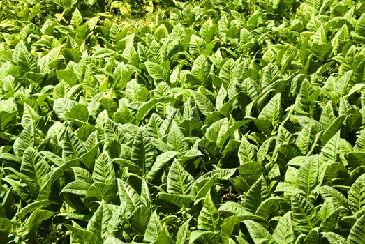 horizontal view of field planted with tobacco leaves


