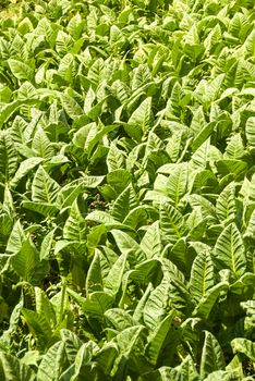 vertical view of field planted with tobacco leaves