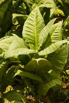 vertical view of single tobacco plant