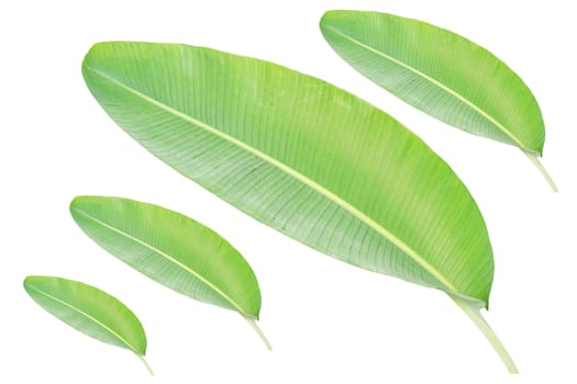 Natural banana leaves, each size isolated on white background.
