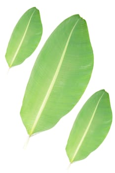 Natural banana leaves, each size isolated on white background.