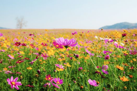 Cosmos of colorful in field with the sky.