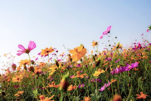 Cosmos of dries with the colorful at sky.