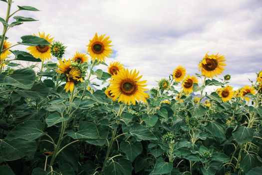 Sunflower with the beautiful of nature at sky.