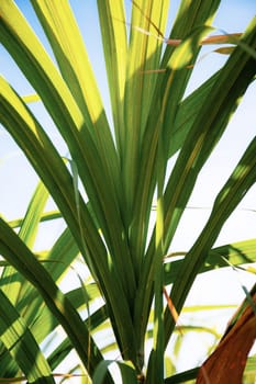 Sugarcane in field with sunlight at the sky.