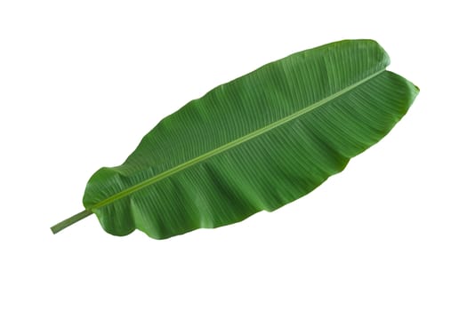 banana leaf dark green white isolated background.