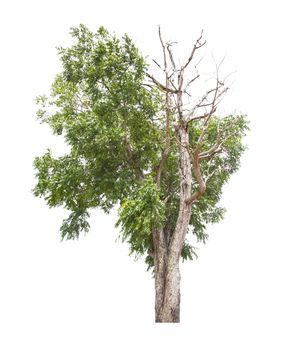 Dead tree on one side and living tree on the different side. Isolated on a white background.