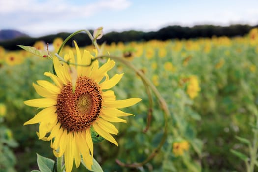 Sunflower in field at countryside.