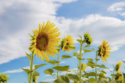 Sunflower with the beautiful at blue sky in winter.