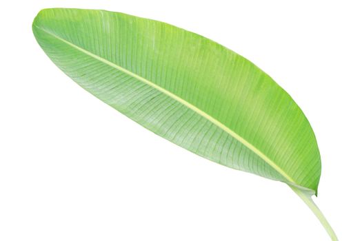 One natural banana leaf isolated white background.