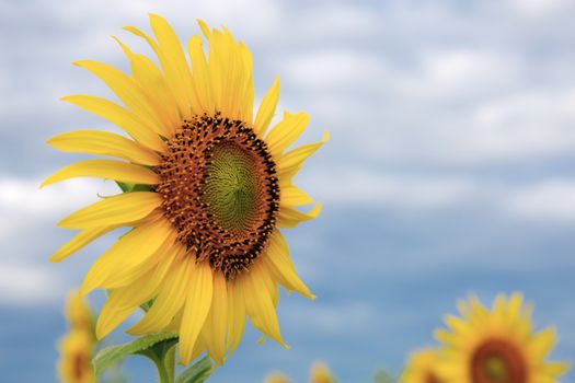 Sunflower on field at the sky in the winter.