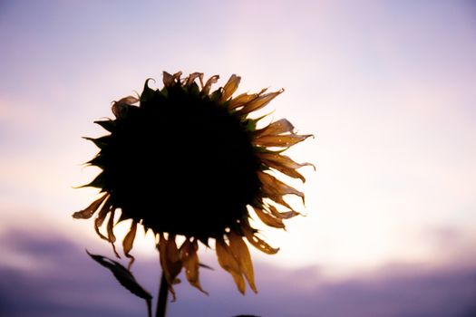 Sunflower with the sunset at colorful of sky.