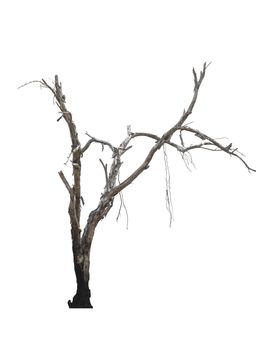 Dead tree isolated on white background