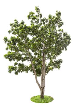 Beautiful green tree isolated on white background.