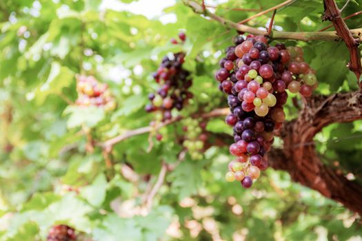 Grapes on tree in farm with the sunlight.