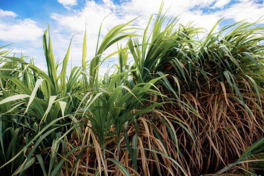 Sugarcane in field at the sky with sunlight.