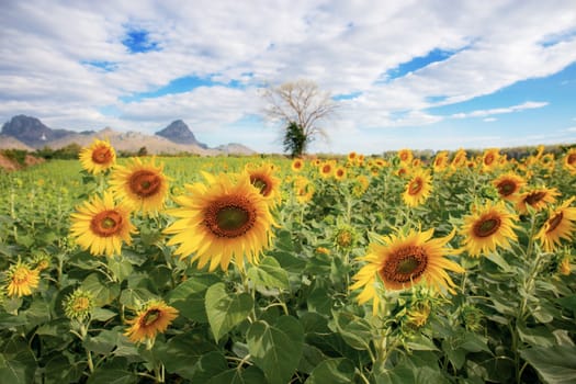 Sunflower on field in the winter with beautiful at sky.