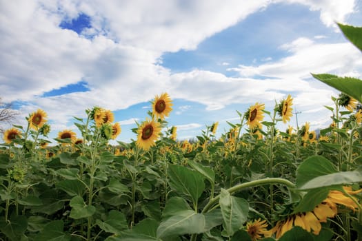 Sunflower at the sky with beautiful of nature in field.
