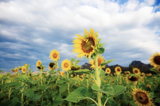 Sunflower with the sky in field.