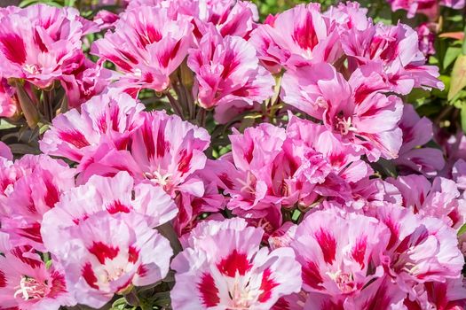 many colors Godetia grandiflora azaleaflora, Clarkia, grade maiden blush on the flowerbed