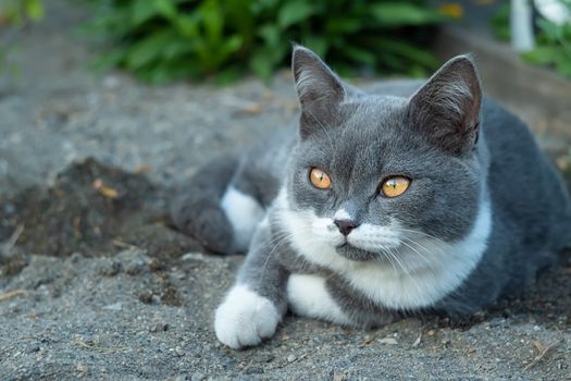 a grey kitten of mixed British breed with a white color and yellow eyes lies on the sand in the nature