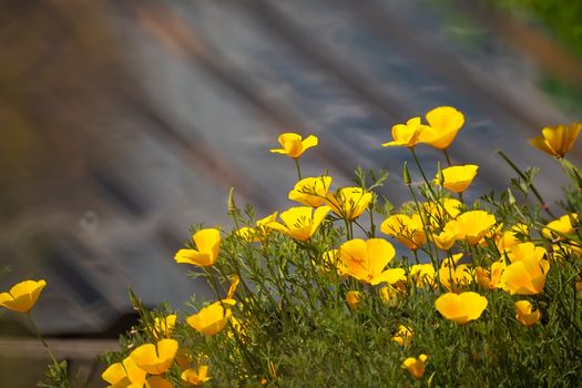 a lot of yellow Buttercup flowers on a brown textured wooden fabulously beautiful background