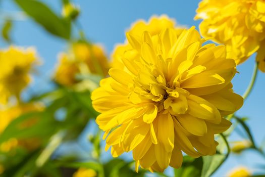 yellow Bud of rudbeckia "Golden ball" flower, Rudbeckia laciniata hortensia on a background of green leaves and blue sky