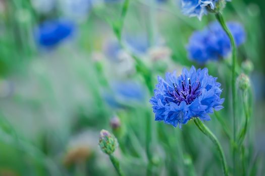 Jubilee Gem, close-up, bluish flower "cornflower" on a greenish background