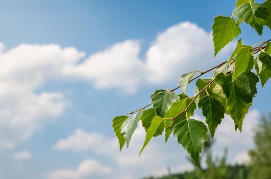 close-up view of a tree branch with birch leaves against a blue sky with white clouds