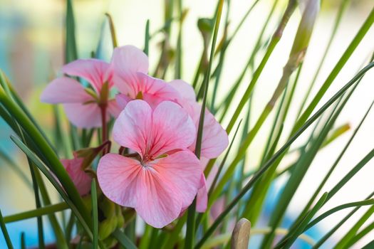 close up, pink pelargonium zonale flower with green leaves on a light background