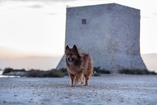Walk with Kala in Las Salinas de Santa Pola, Alicante, Spain