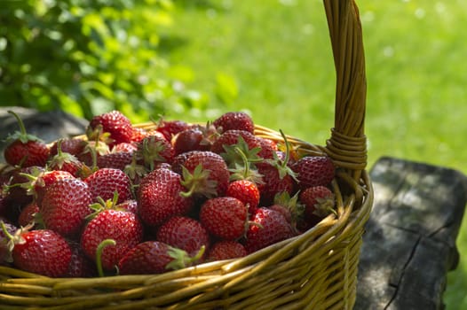 Rustic wicker basket with juicy ripe strawberries in a green meadow with flowering white daisies in spring in a close up side view