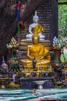 Nakhon Nayok, Thailand - Mar 21, 2020 : Many big tree roots covering The ancient church without roof inside there is a Buddha statue at The ancient of a 200 year old church. Wat Pah Krathum. Selective focus.