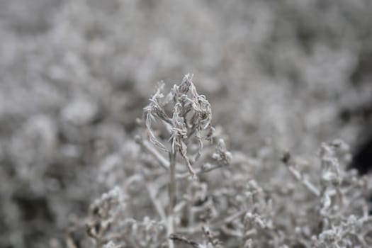 Silver cushion bush - Latin name - Leucophyta brownii (Calocephalus brownii)