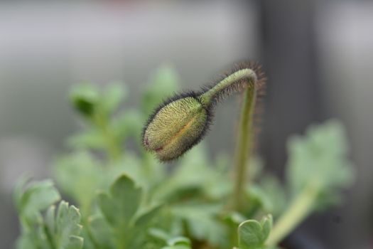 Iceland poppy flower bud - Latin name - Papaver nudicaule