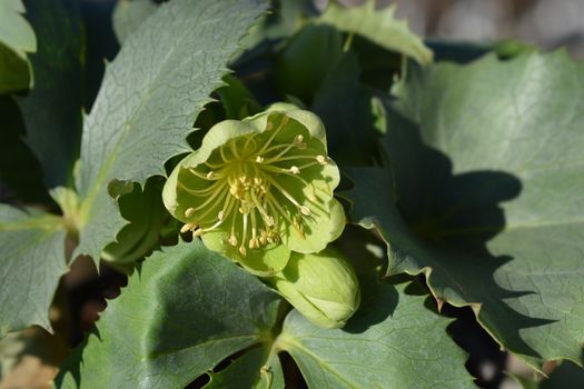 Corsican hellebore Silver Lace flower - Latin name - Helleborus lividus subsp. corsicus (Helleborus argutifolius) Silver lace