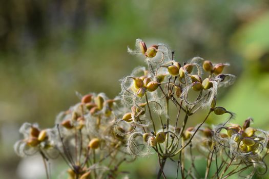 Erect clematis seed heads - Latin name - Clematis recta