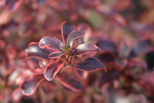 Looking-glass plant Rainbow Surprise leaves - Latin name - Coprosma Rainbow Surprise